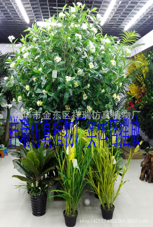 XRS-141 3米新四叉桂花树3