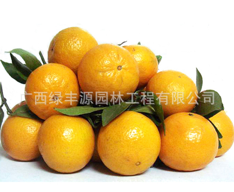 批发皇帝柑嫁接苗_批发皇帝柑嫁接苗 脱毒嫁接