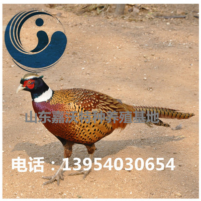 2016年散養野雞多少錢壹只(壹斤),野雞價格,野雞苗價格 包活包運