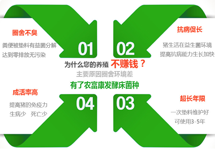 发酵床养猪