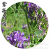 批发 苜蓿草种子 紫花 牧畜饲料种子