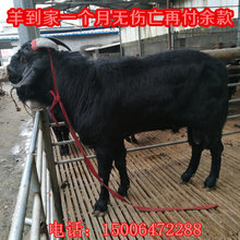 浙江大型正規黑山羊種羊養殖場實時黑山羊價格買羊羔免費運輸