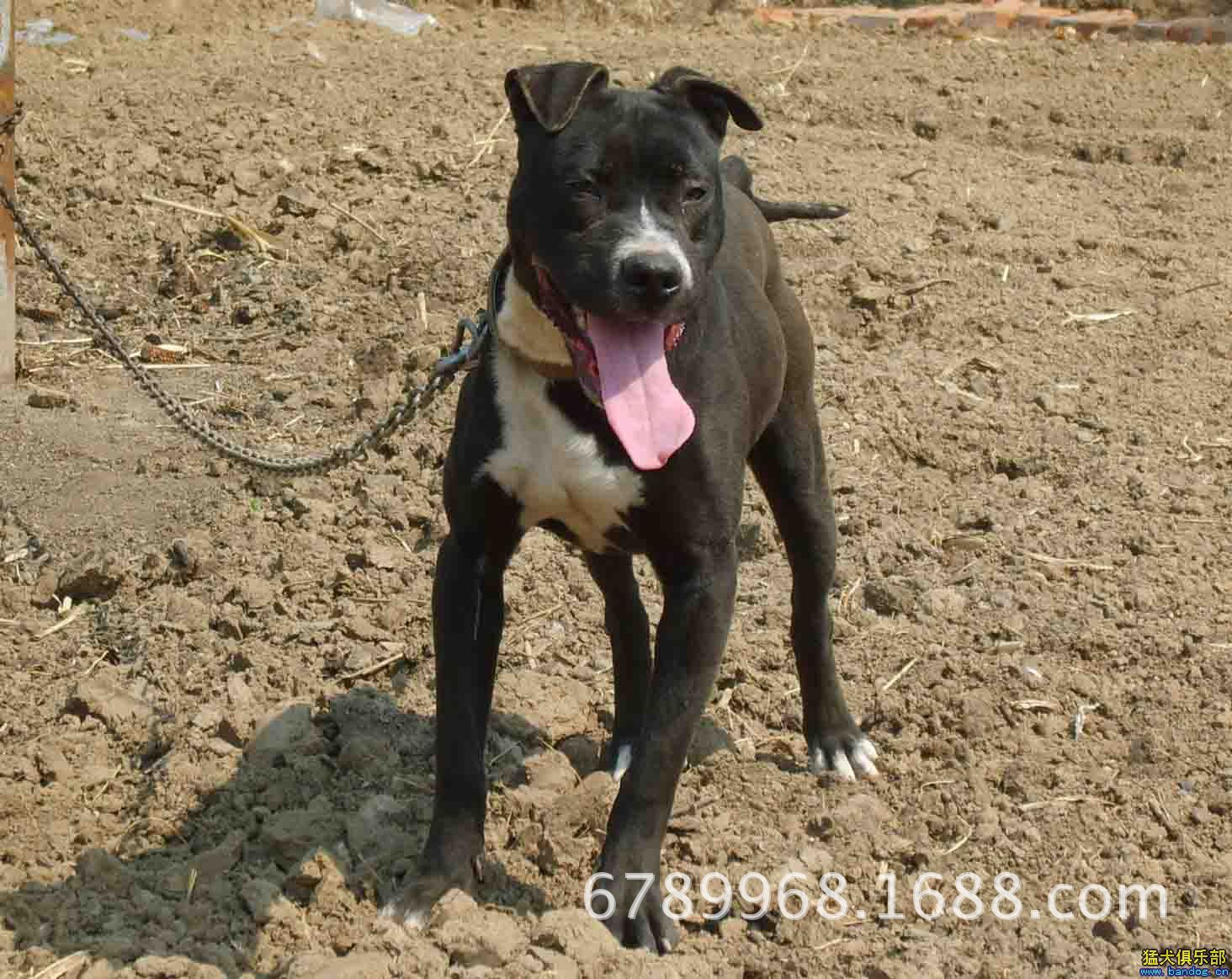 比特犬