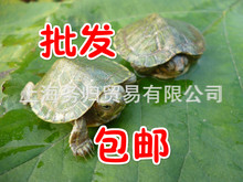 2-20cm巴西龜活體養殖批發各種大小烏龜活物烏龜苗 龜苗