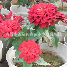 山东青州花卉_山东青州花卉交易市场批发瓜叶