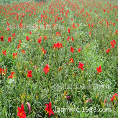 Cheap wholesale Ground cover plants Ruby Hemerocallis Perennial Flowers Golden Doll Grass seedlings Garden flowers