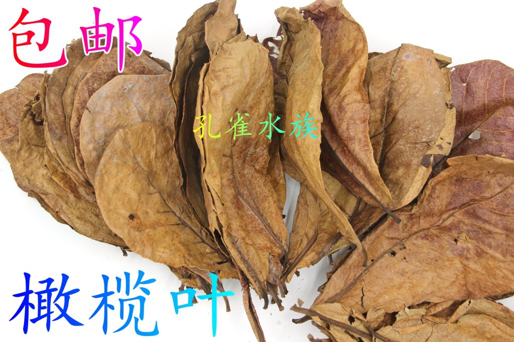 fish tank Olive Leaf Terminalia leaf natural Water Quality PH Single product 1 Lazy man