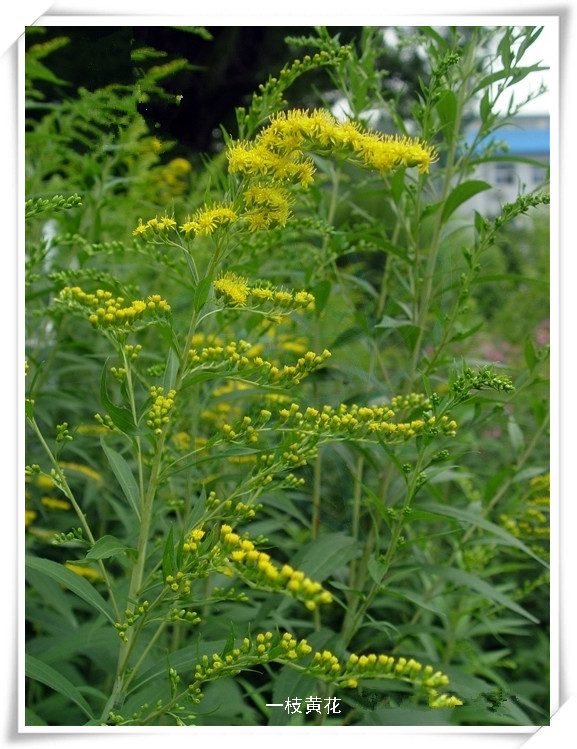 一枝黄花4