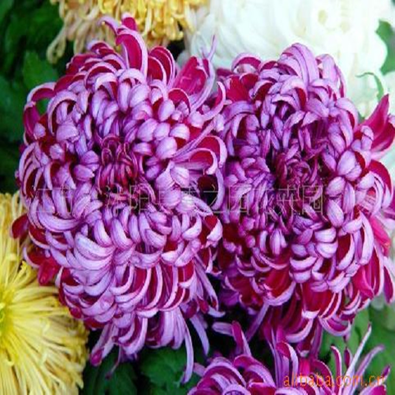 wholesale For many years Perennial Multiple Potted plant Chrysanthemum seedlings Zi Flying Chrysanthemum seedlings Planting seasons