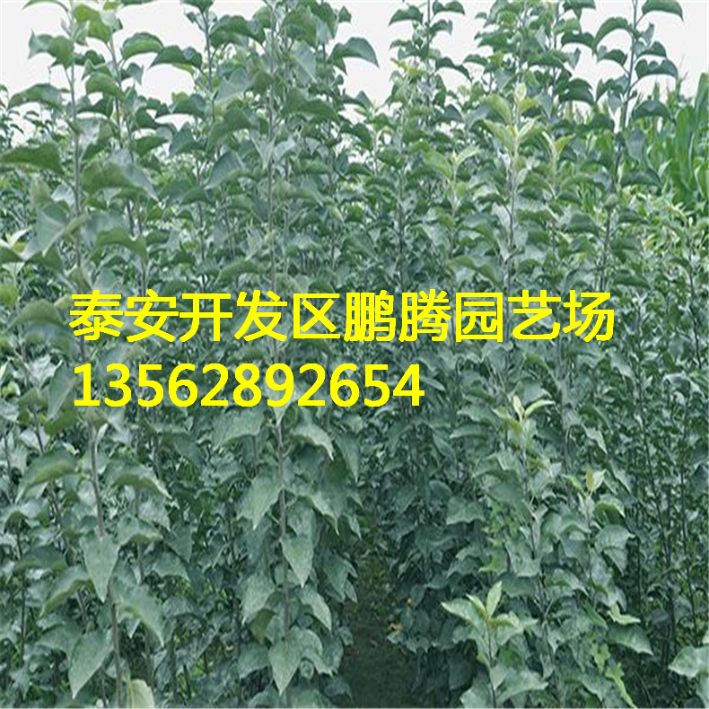 thumb_542a22c3a936c