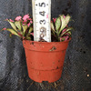 [Direct supply of the base] Wholesale powder Annie.com (80) flower grass mini plant flower potted plants