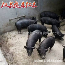 巴克夏种猪 巴克夏小母猪 纯血统巴克夏种猪价格 瘦肉型黑猪种苗