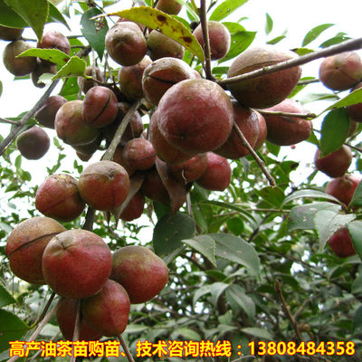 Camellia oleifera wholesale 3 years Then Result High-yield Camellia oleifera Xiang Lin 69 Camellia oleifera Fruit tree seedlings
