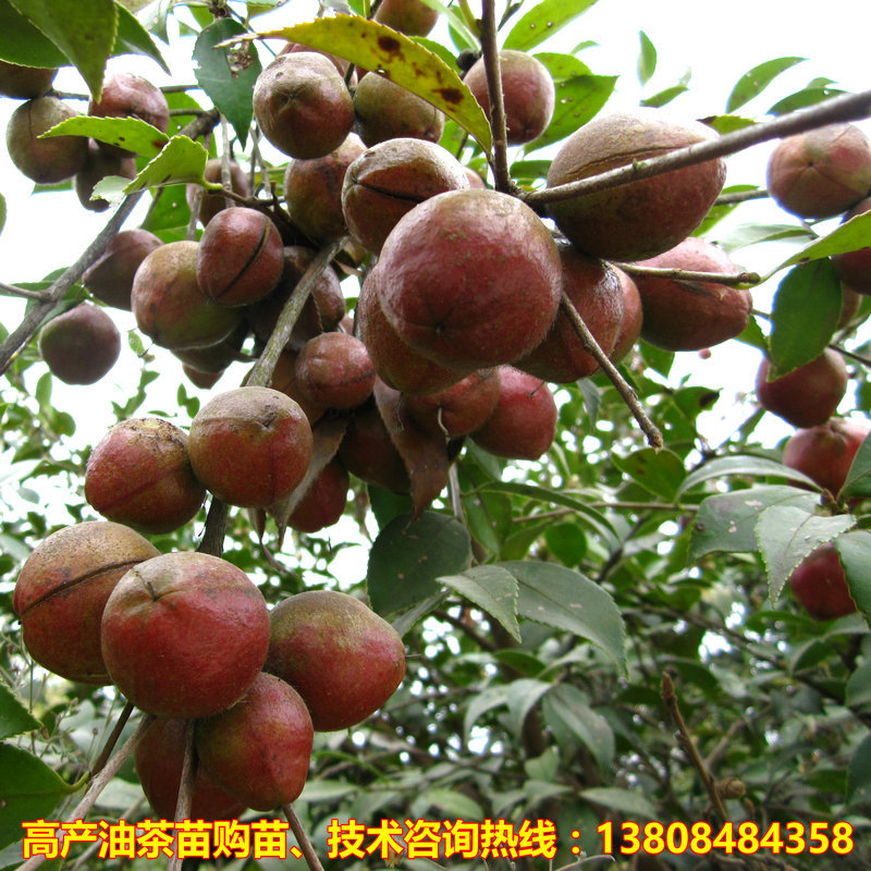 Camellia oleifera wholesale 3 years Then Result High-yield Camellia oleifera Xiang Lin 69 Camellia oleifera Fruit tree seedlings