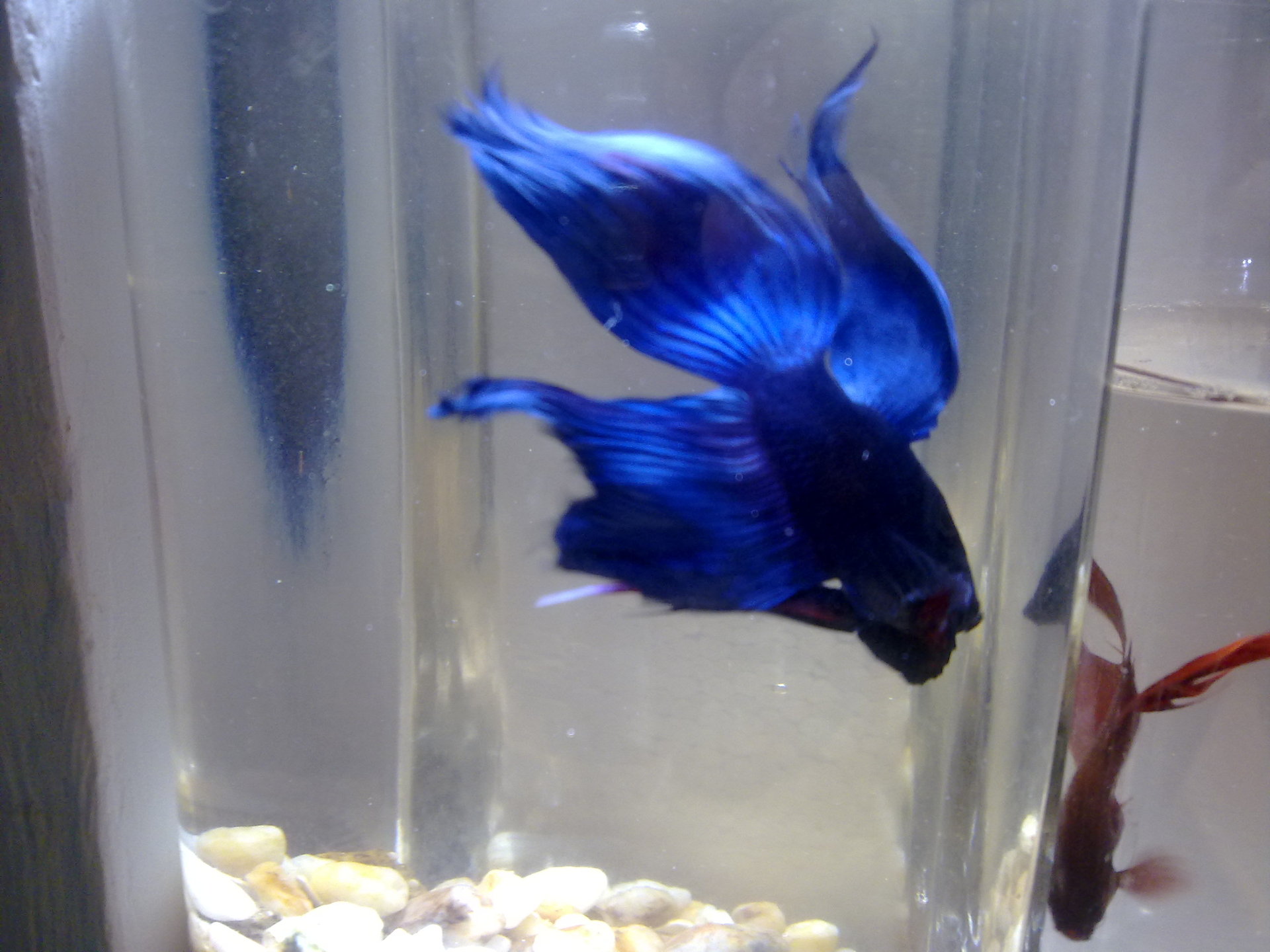 泰国斗鱼_批发泰国斗鱼 马尾斗鱼 马尾公鱼 马