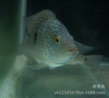 �Ꭷ�^�p�~���l ���ݱ��~ �G�����~ �¿��_˹�ݴ����~�����~���l