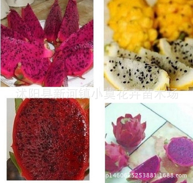 ファイアドラゴンフルーツ 種子 花の鉢植え フルーツ 良かった 住みやすい 放射線防護 多肉植物 花の種子 四季 中国仕入れ Com