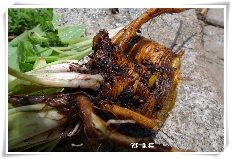 皱叶酸模7_副本