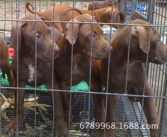 比特犬