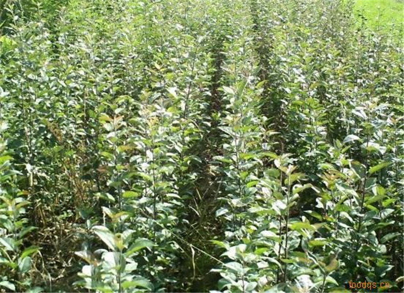 zjx805122010225101051