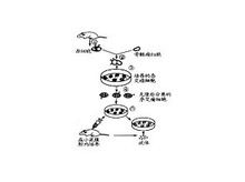 KM0919M ඾؆ο¡w  0.1ml