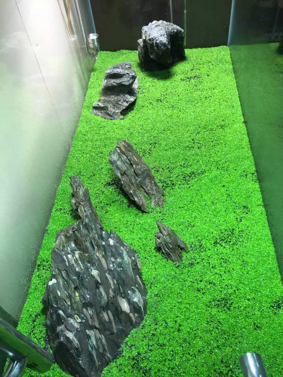 珍珠草水草種子天然水草前景草日本珍珠草矮珍珠草草原必備水草迷你盆栽景觀瓶苔蘚小品盆栽微景觀生態瓶 露天拍賣