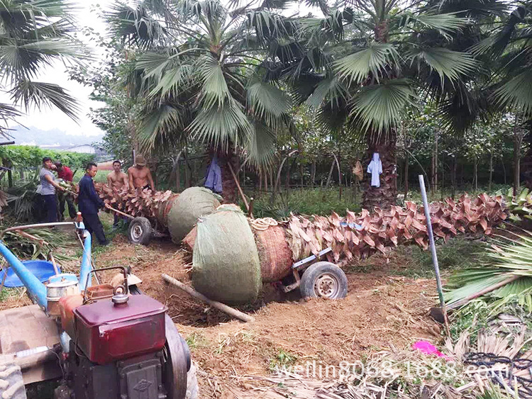 老人葵（华棕）（华盛顿棕榈）