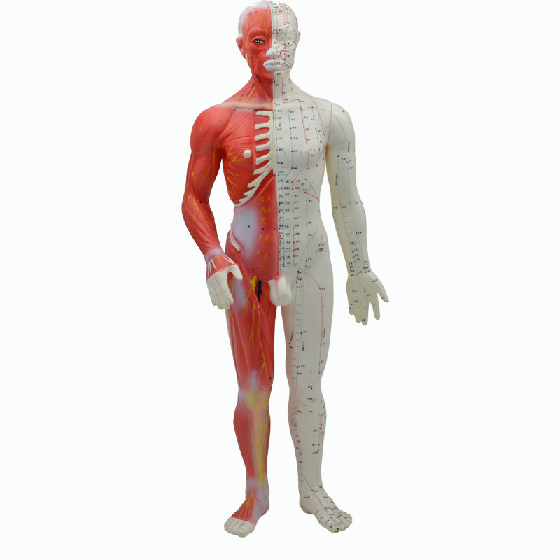 正品伟叶清晰针灸人体经络穴位模型半肌肉组织 医教学模型60cm