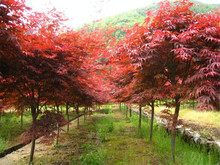 批发日本红枫树小苗 盆栽绿化日本红枫苗 嫁接红枫苗规格多
