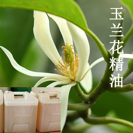 精油厂家批发 白玉兰精油 单方精油原 植物白玉兰花精油