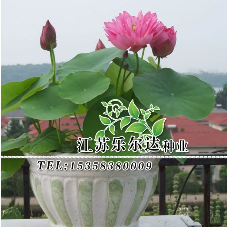 Оптовые водные цветы растение чаша лилии виды лилии балкон сад крытый Большая скидка приветствуется ITU