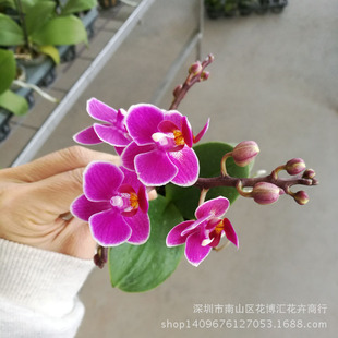 ������ֱ�N��ֲ��С�����k���ҕ������� ��������m��ɫ�l