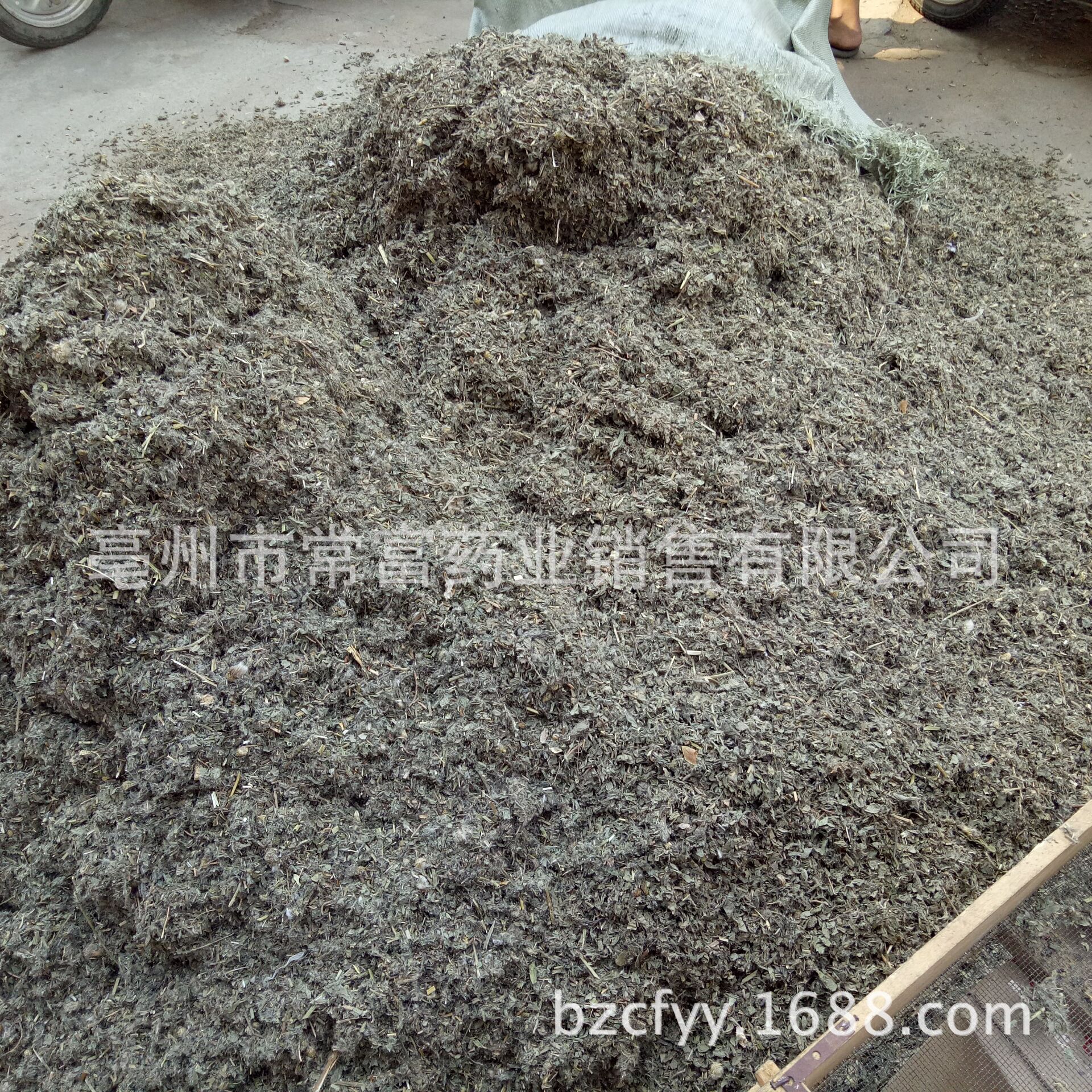 Dried Cirsium Herb Xiao Ji 小蓟 Sliced Chinese Herbal Tea Material 500g in use
