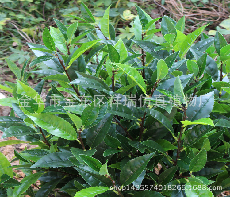 XRS-130盆栽10杆毛尖茶叶树（团山种）713叶1