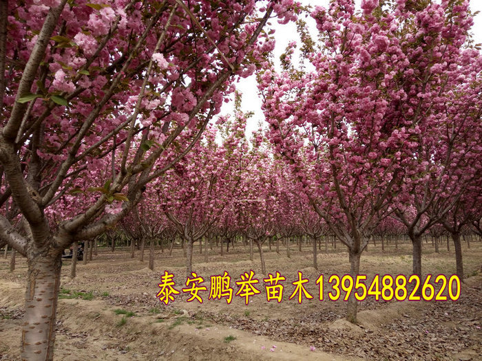 IMG20160411101847