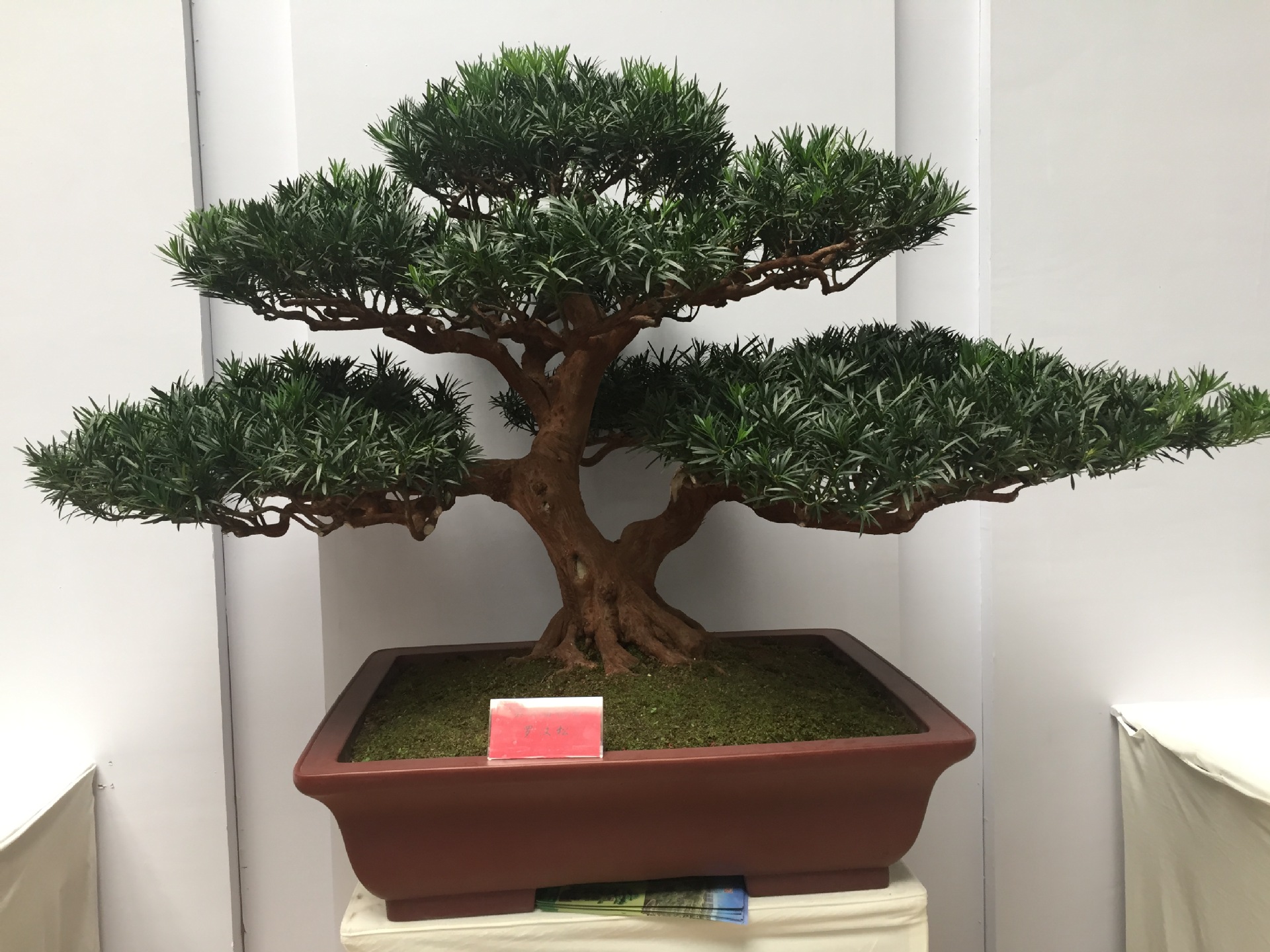 苔藓微景观造景材料装饰品DIY组装摆件随机造型天然假山石 英石头-阿里巴巴