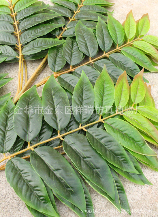 XRB-150天堂叶五叉枝3