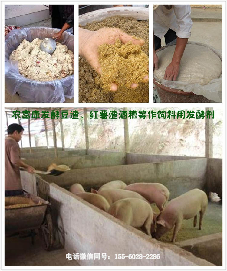 发酵豆渣喂猪