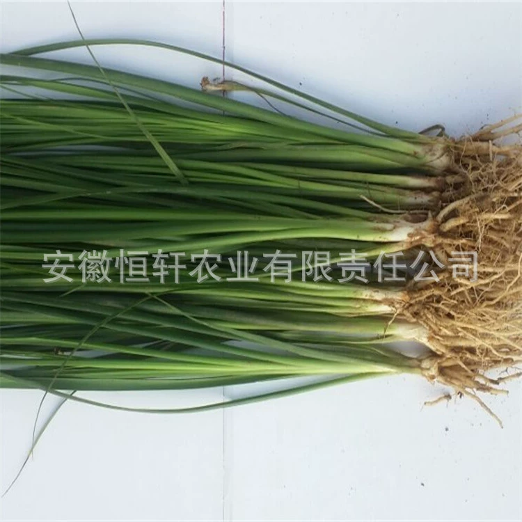 Хит продаж, высококачественные рассадания свекровища, рассады китайских травяных лекарств оптом, цена большое количество, отличные рассады Эмоди