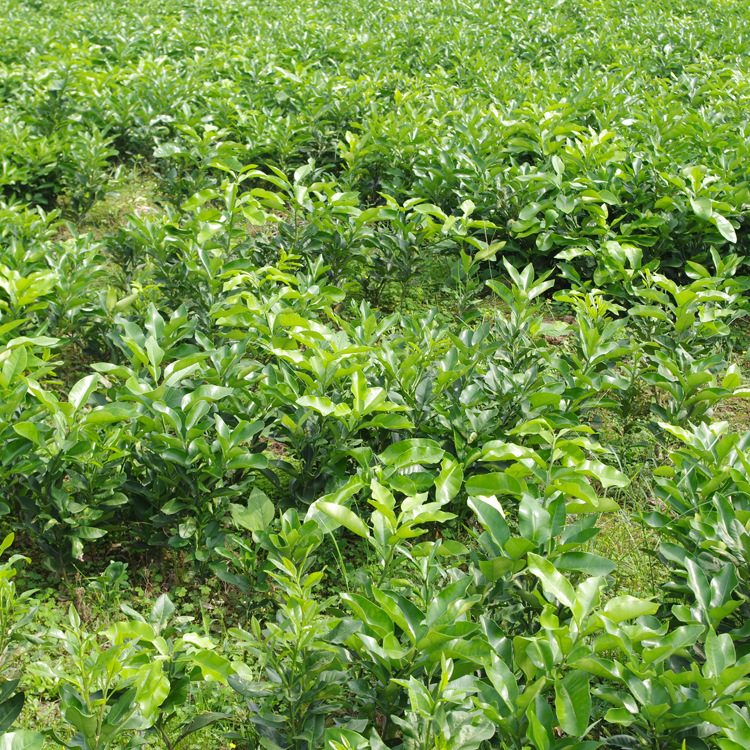 重庆果树苗_重庆基地供应 南方盆栽果树苗 黄