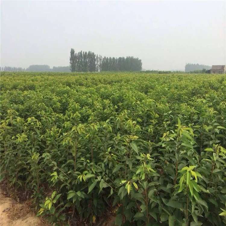 QQ图片20160802101646