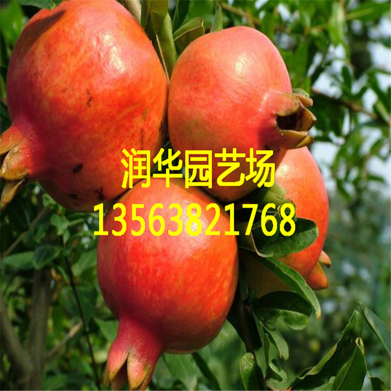 求购泰山红石榴苗 欢迎来基地看苗 保证质量 成