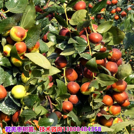 2019年经济作物啥价_2019种什么农作物最赚钱 有哪些比较好的项目(2)