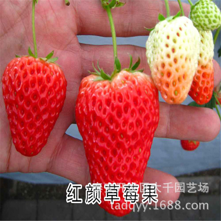 草莓