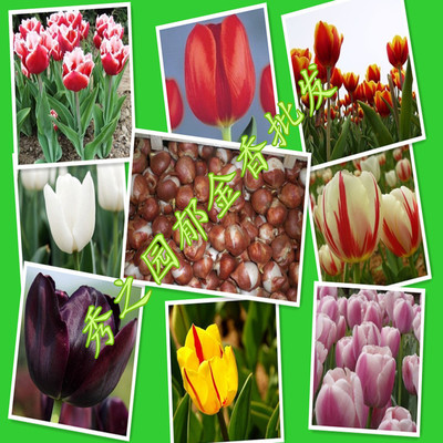 批发荷兰国花 多种郁金香花种球种根  盆栽鲜切花花卉基地发货