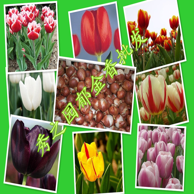 批发荷兰国花 多种郁金香花种球种根  盆栽鲜切花花卉基地发货