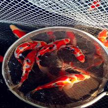 【精选】大正三色锦鲤 15cm纯大正三色三选三色锦鲤苗活体批发