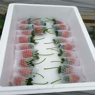 ���Ȳ�ݮ�������u �������Ȳ�ݮ ��ݮ��Ʒ�N �L�S���Ȳ�ݮ�ăr��