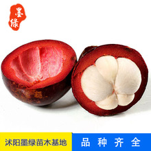 山竹树价格_今日最新山竹树价格行情走势