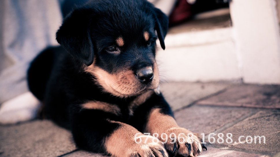 罗威纳犬,